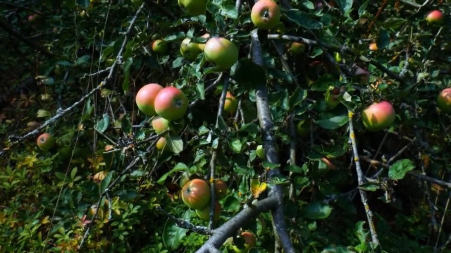 Сорт яблони Мельба полосатое