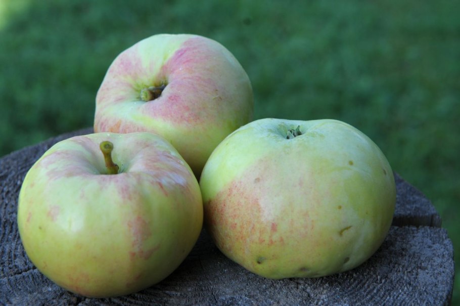 Яблоня Голд Миллениум