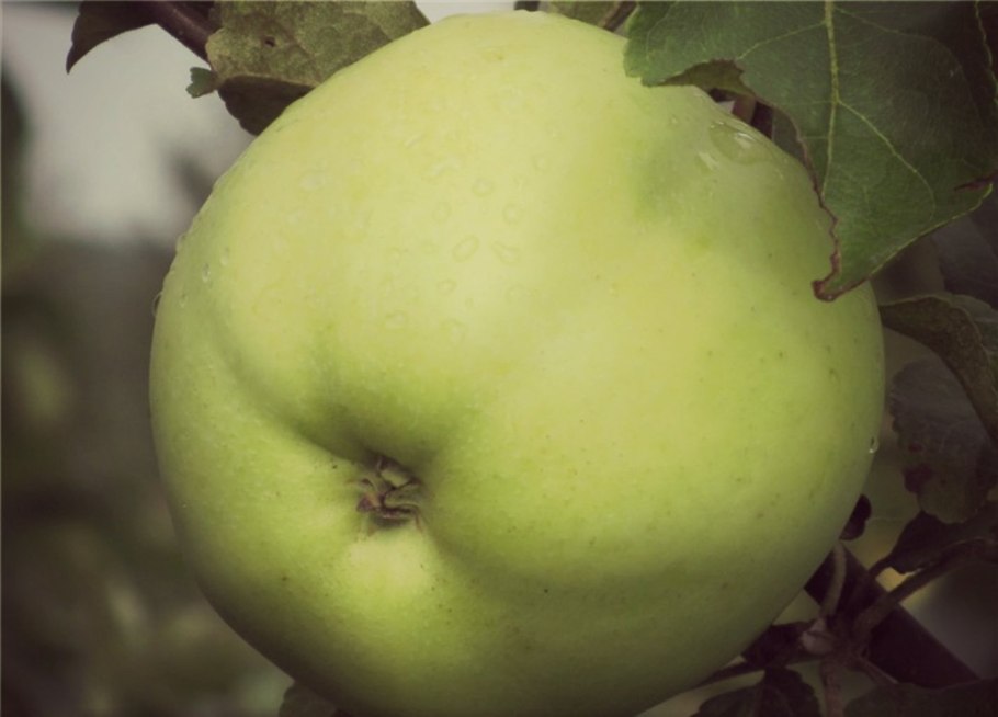 Яблоня урожай