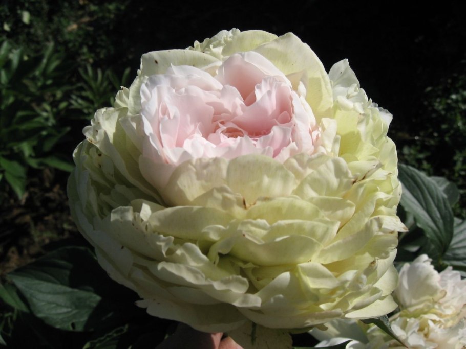 Пион Соланж (Solange), ЗКС