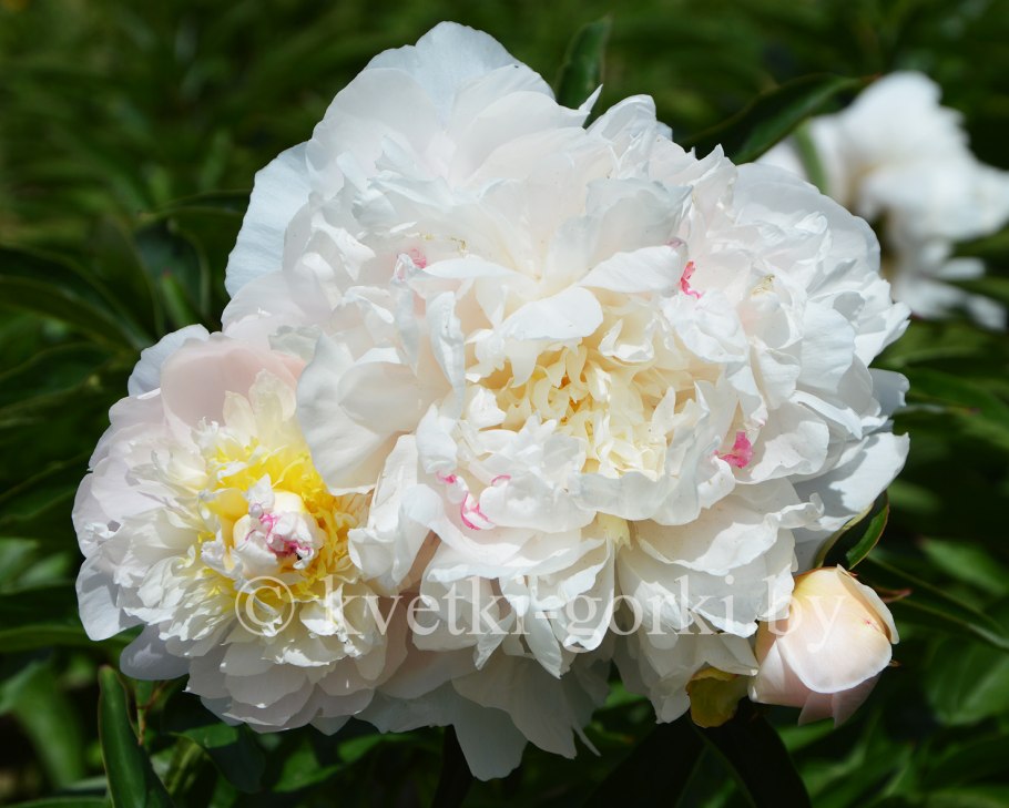 Пион Соланж срезка