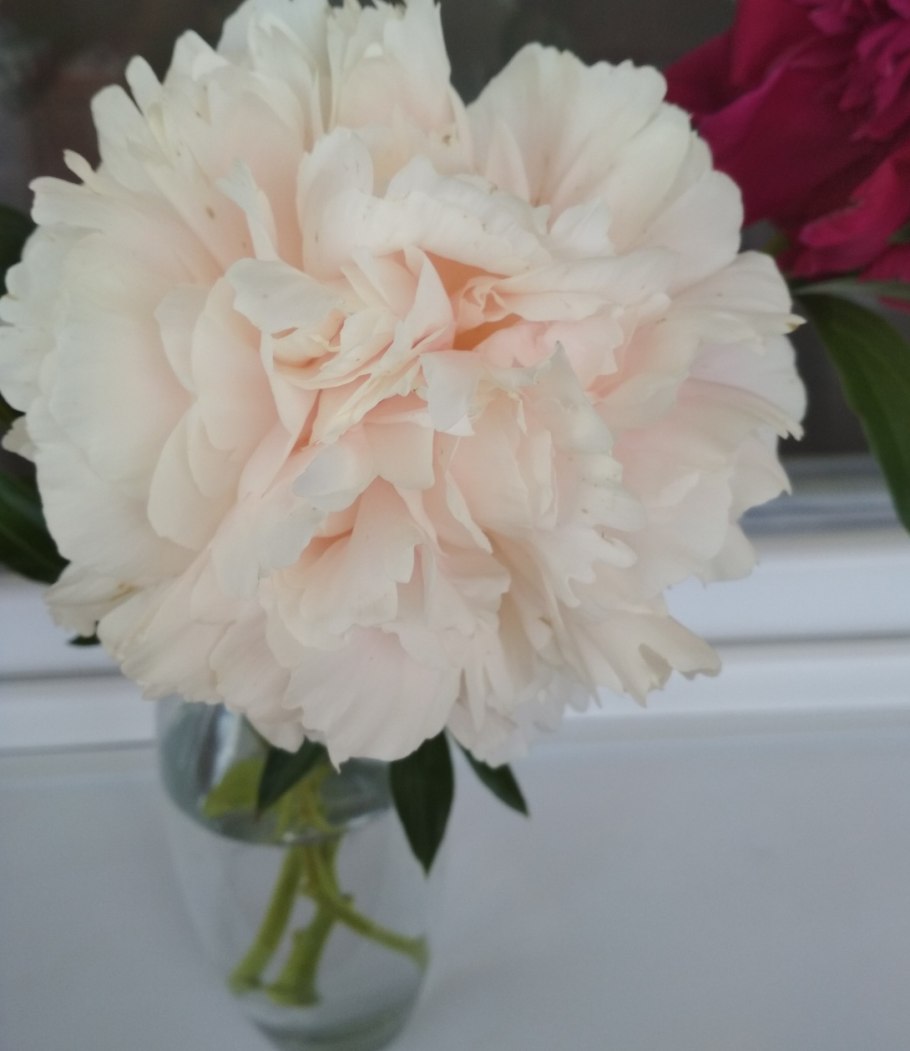 Пион Соланж первое цветение фото