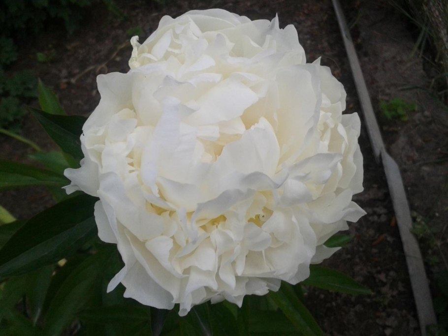 Пион древовидный фиолетовый Лотос