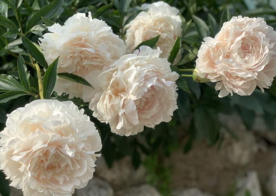 Пион Solange Соланж