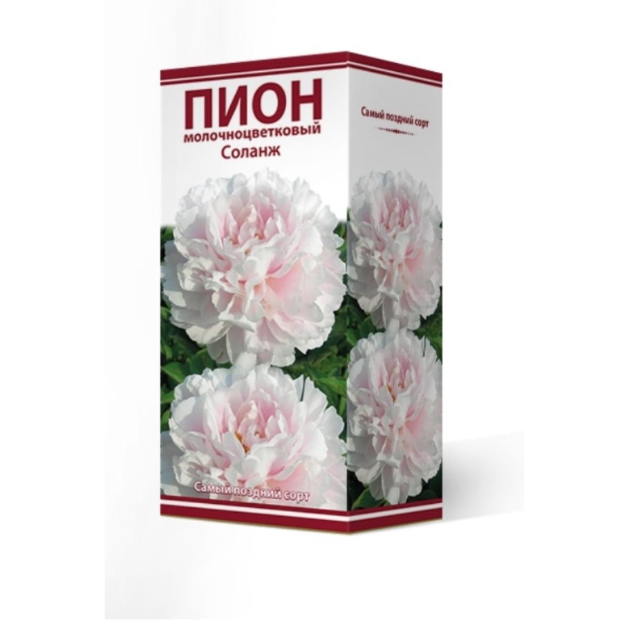 Пион молочноцветковый Paeonia lactiflora Solange