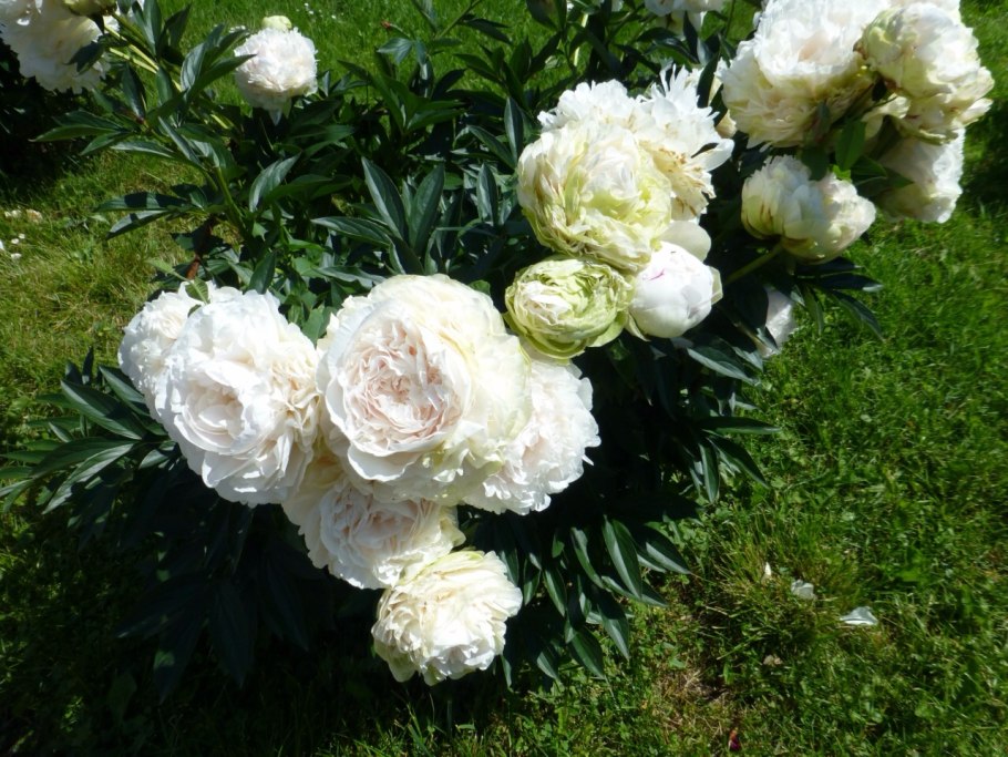 Пион Соланж IPG