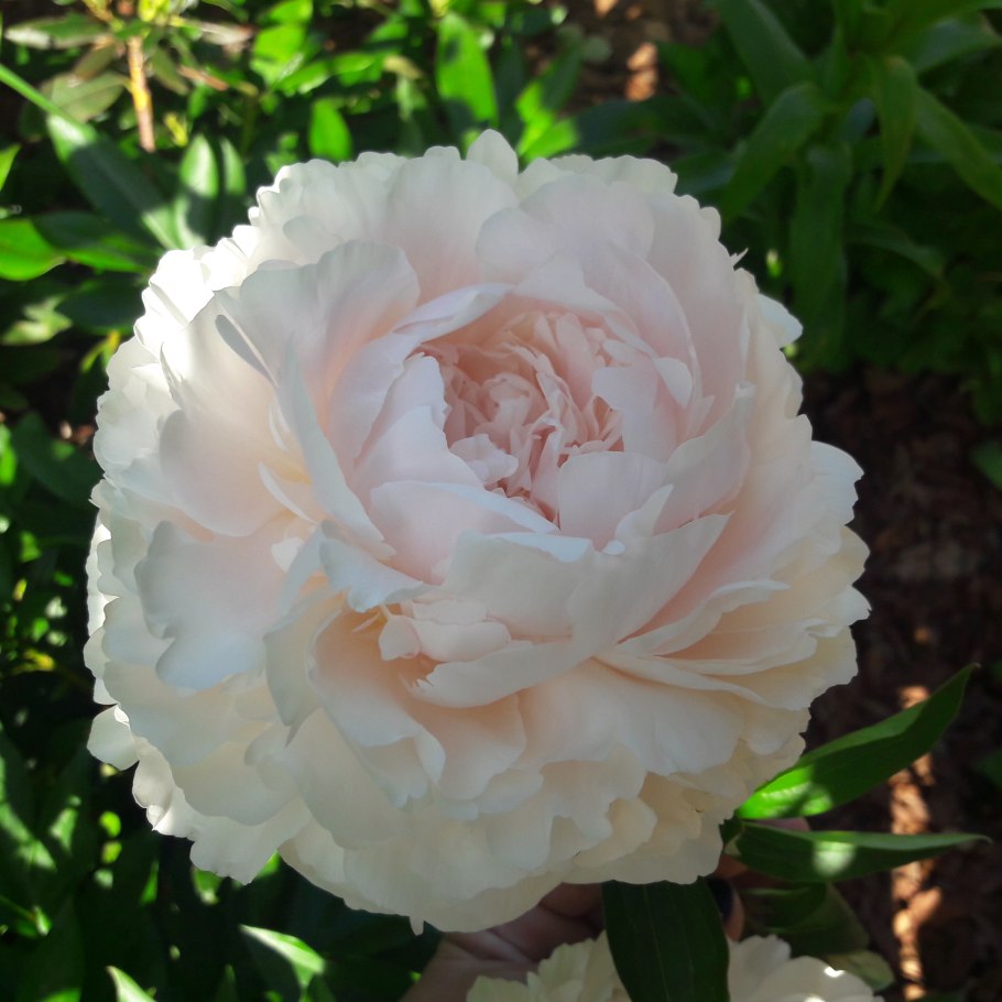 Пион Solange Соланж