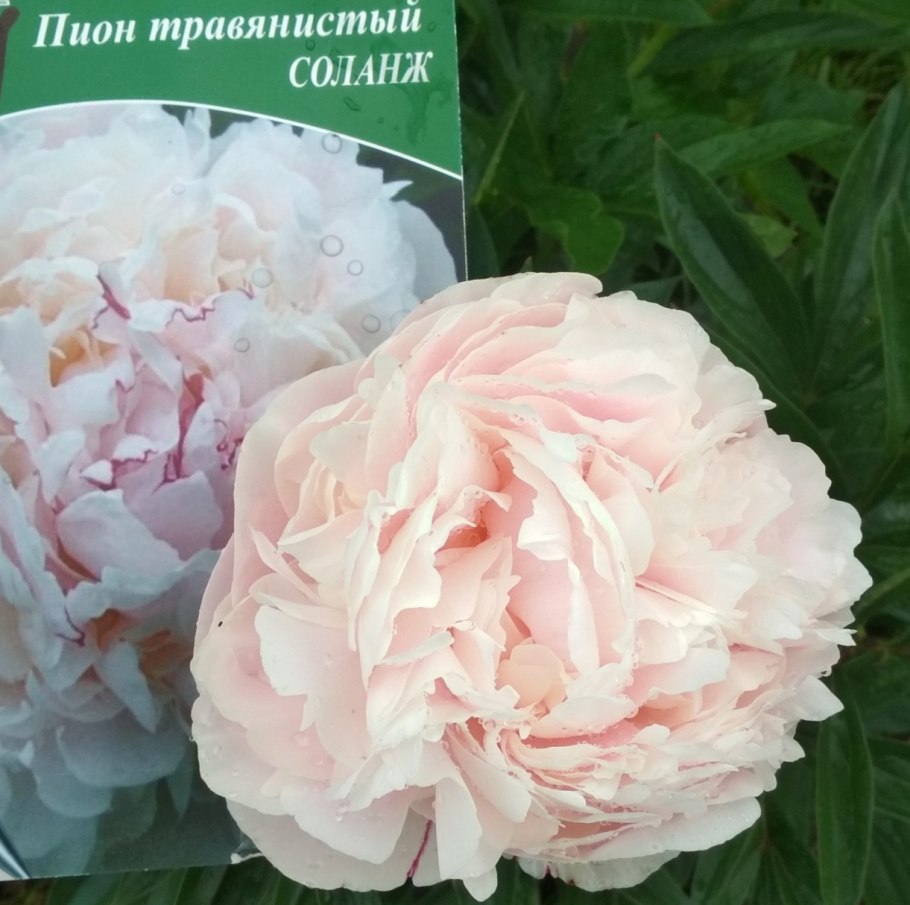 Пион молочноцветковый Соланж