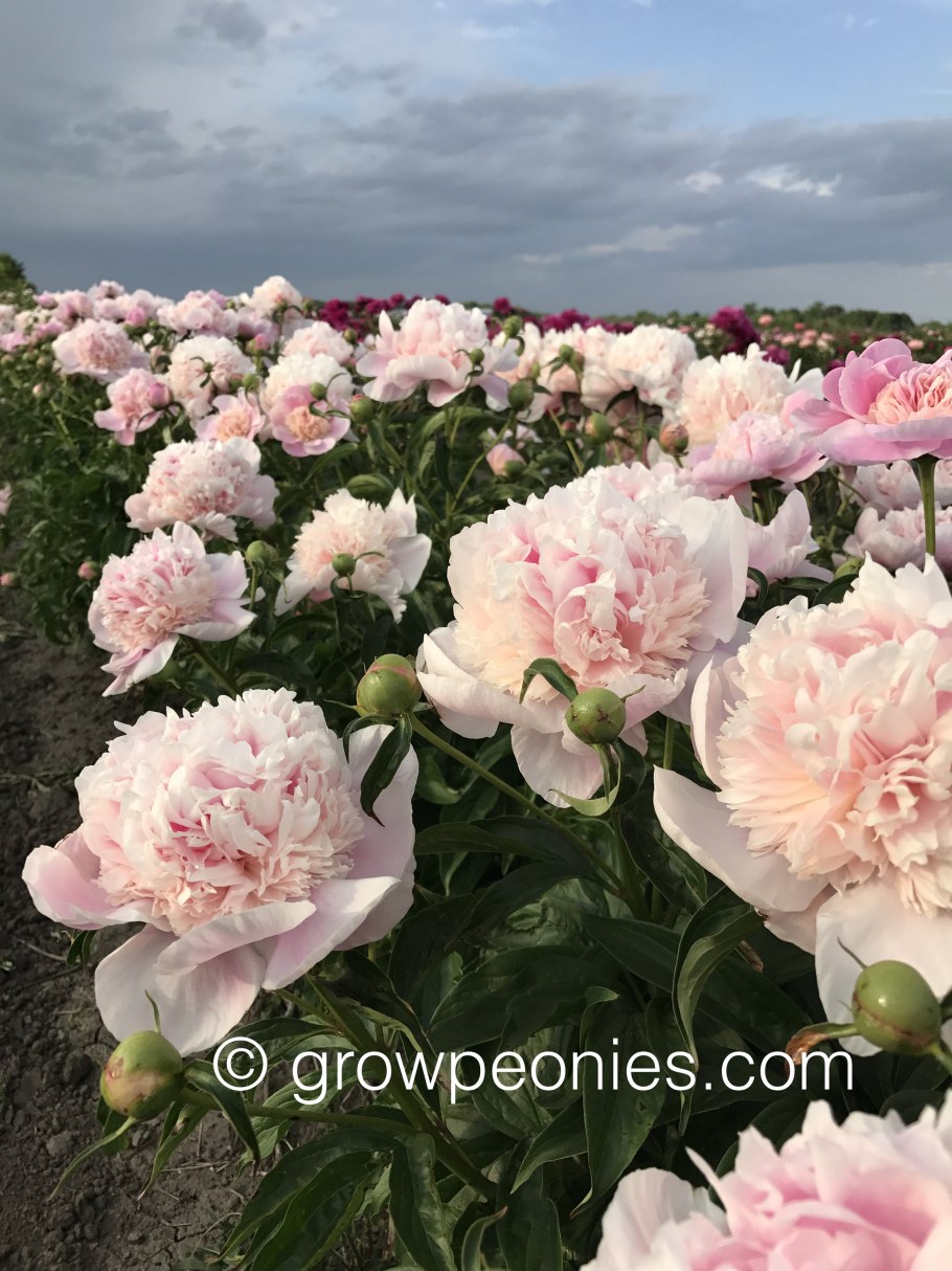 Solange (Соланж) Lemoine, 1907г.