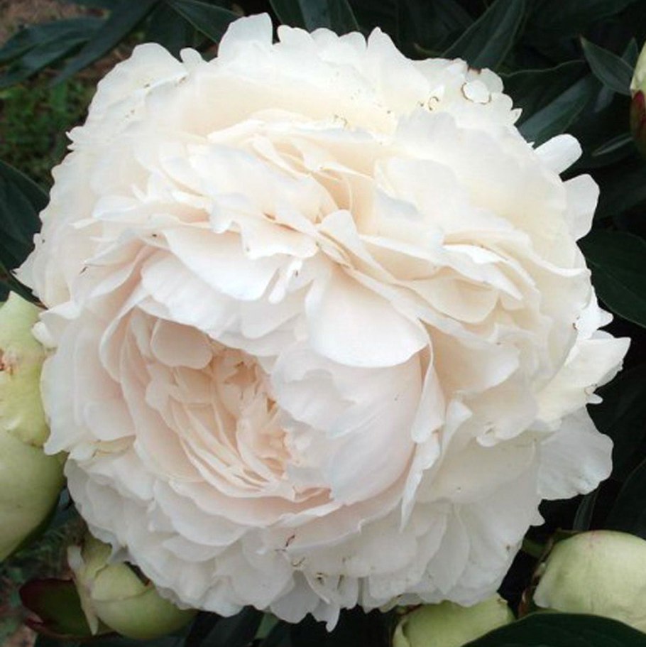 Соланж пион травянистый Соланж