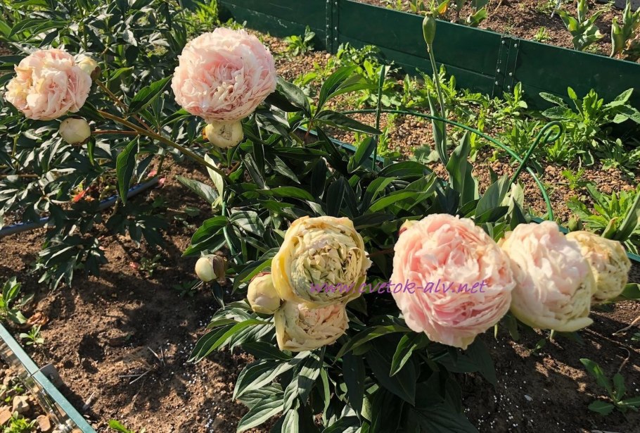 Сорт пиона Соланж