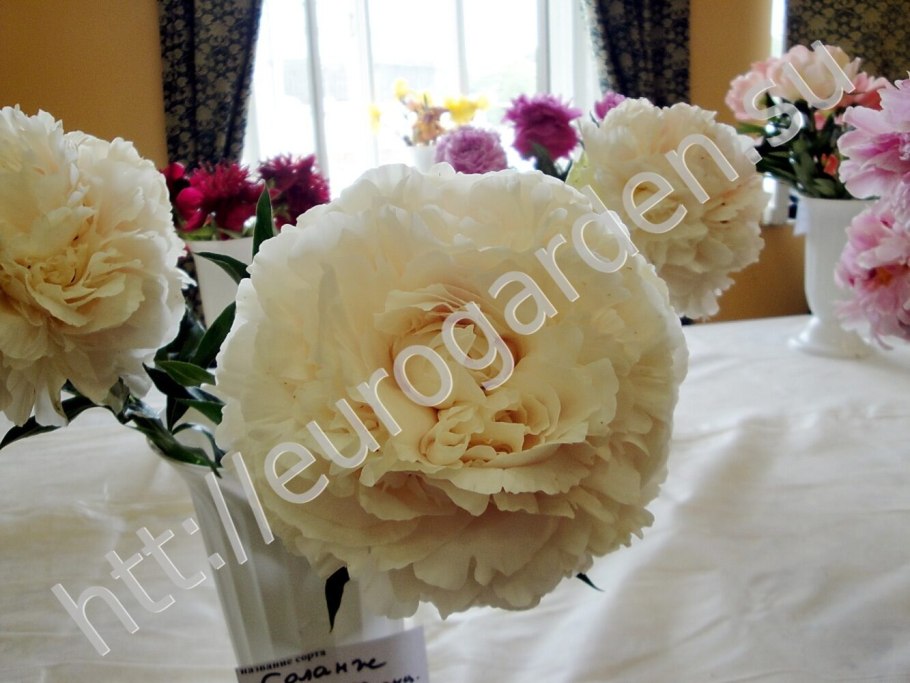Пион молочноцветковый Соланж