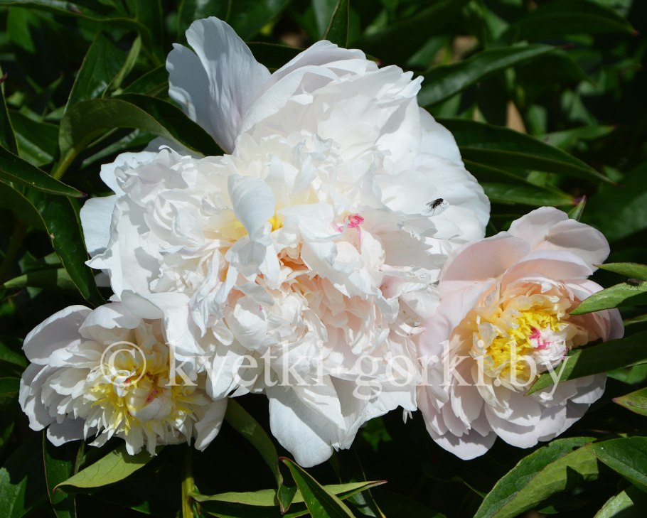 Пион осень Solange