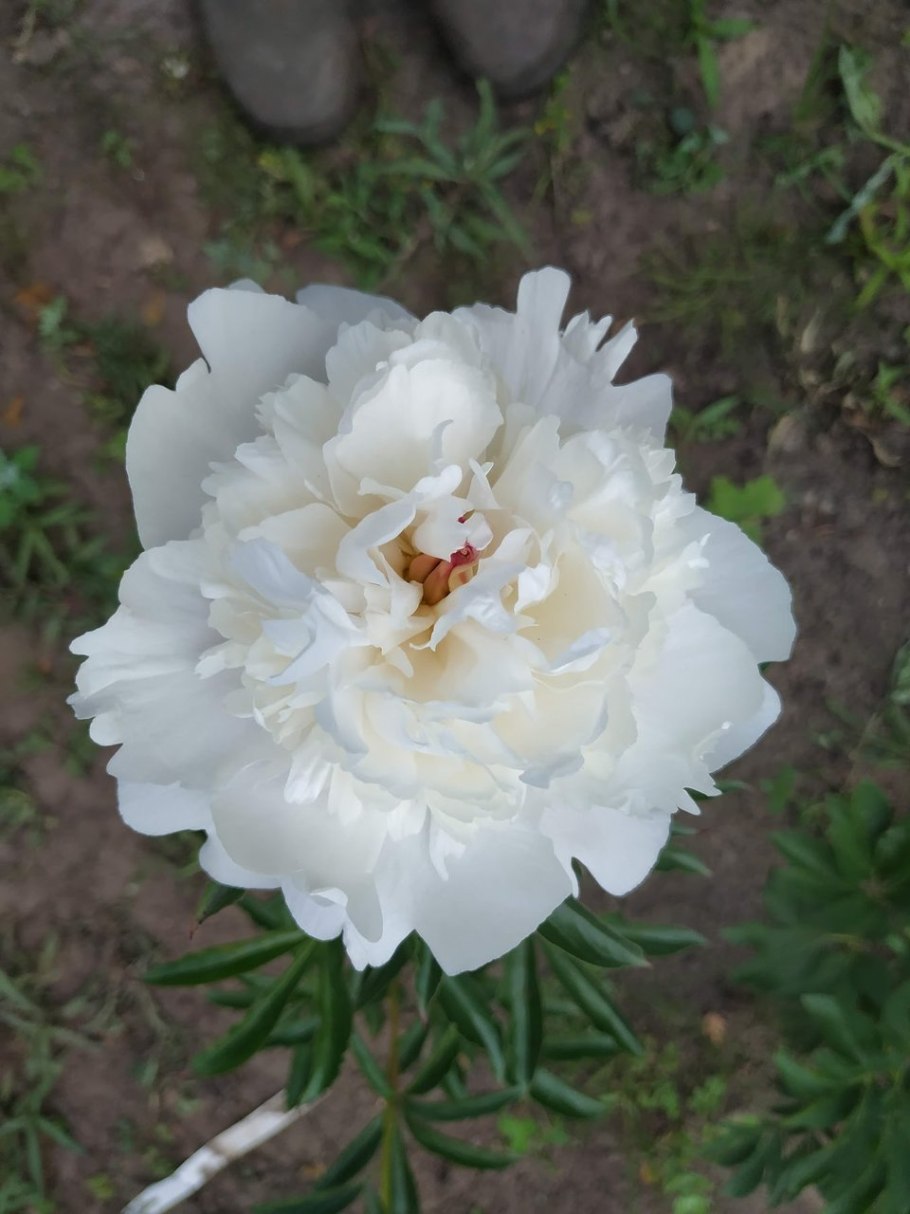 Пион Соланж в бутонах