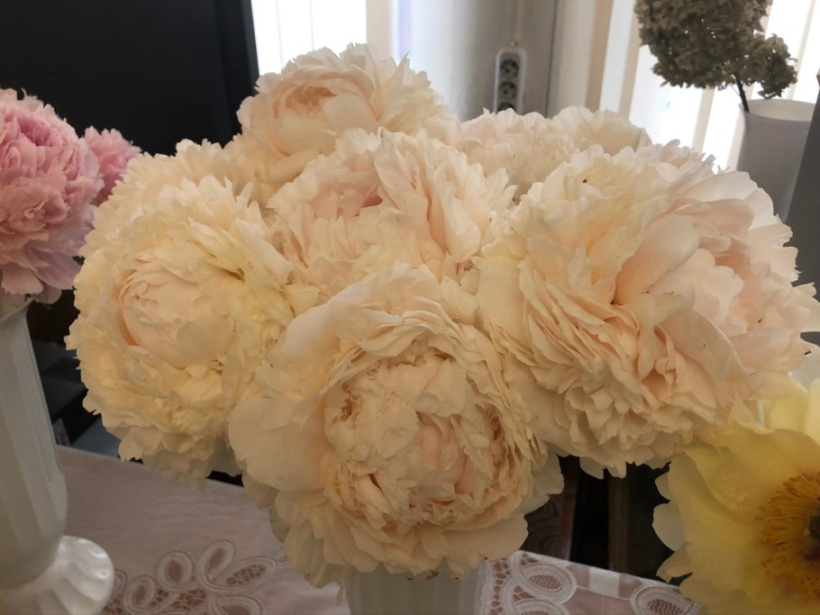 Пион Свит Мелоди