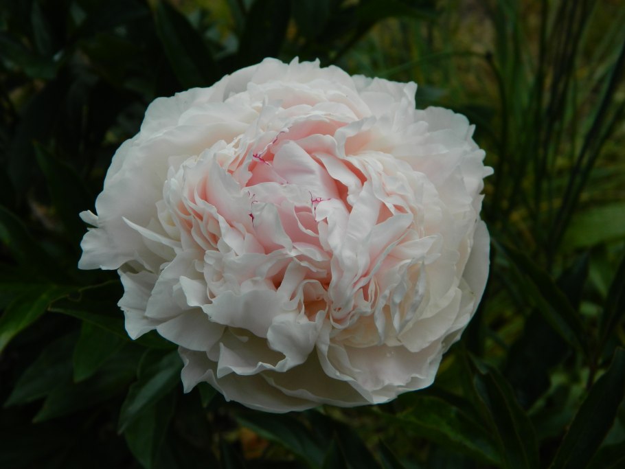 Пион молочноцветковый Соланж