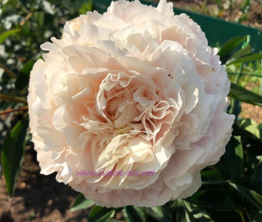 Пион Соланж в бутонах