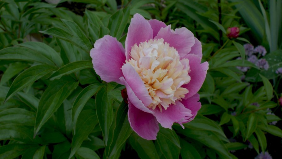 Linda Kathleen Jack пион