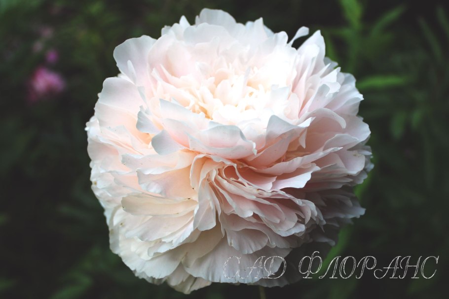 Пион Адмирал Скакодуб