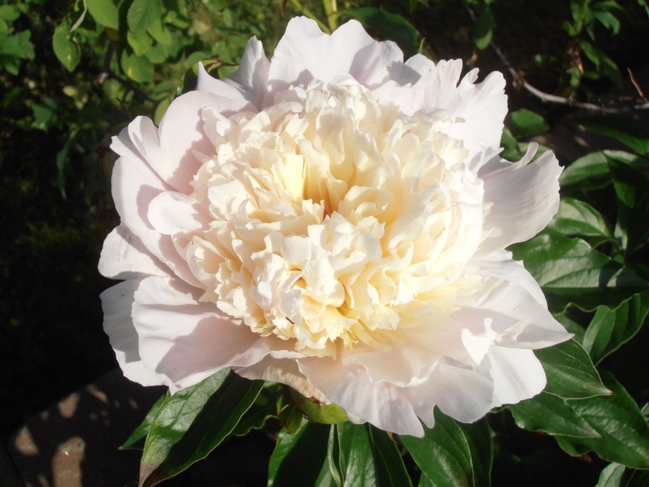 Пион Solange Соланж