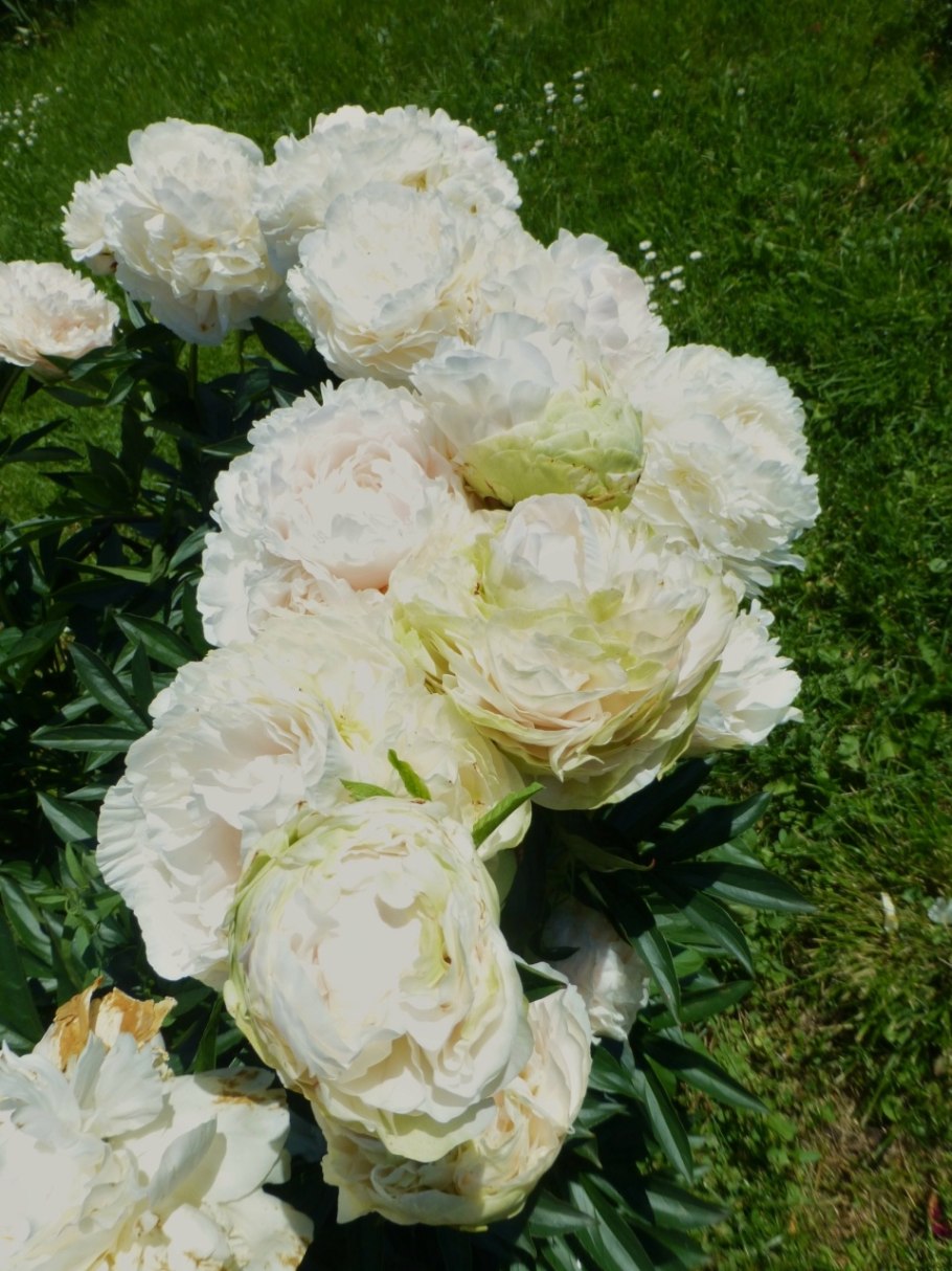 Пион Соланж Экстра махровый