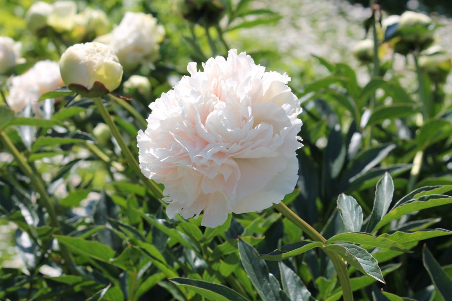 Пион Solange Соланж