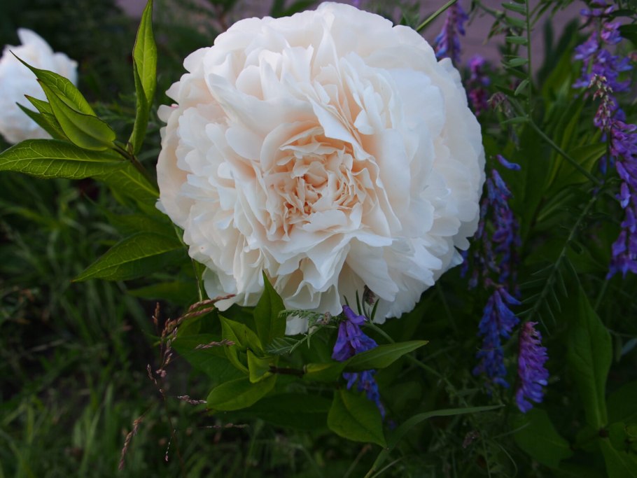 Пион молочноцветковый Соланж