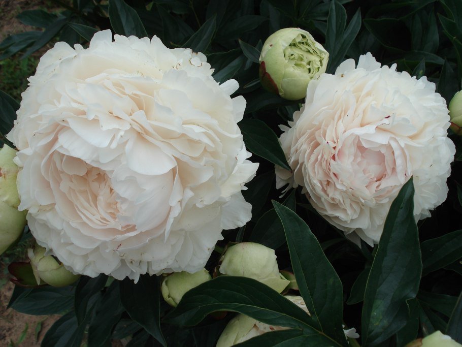 Пион пион Соланж