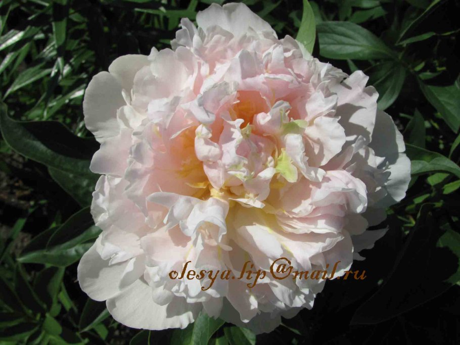 Пион Solange Соланж