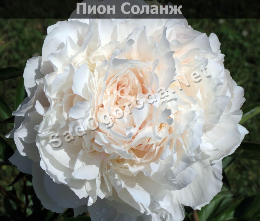 Пион Матчлесс Бьюти