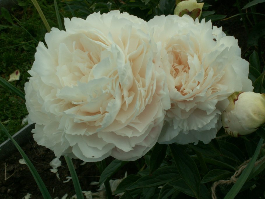 Пион Solange Соланж