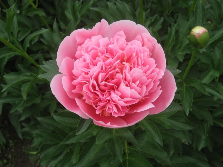 White Frost пион