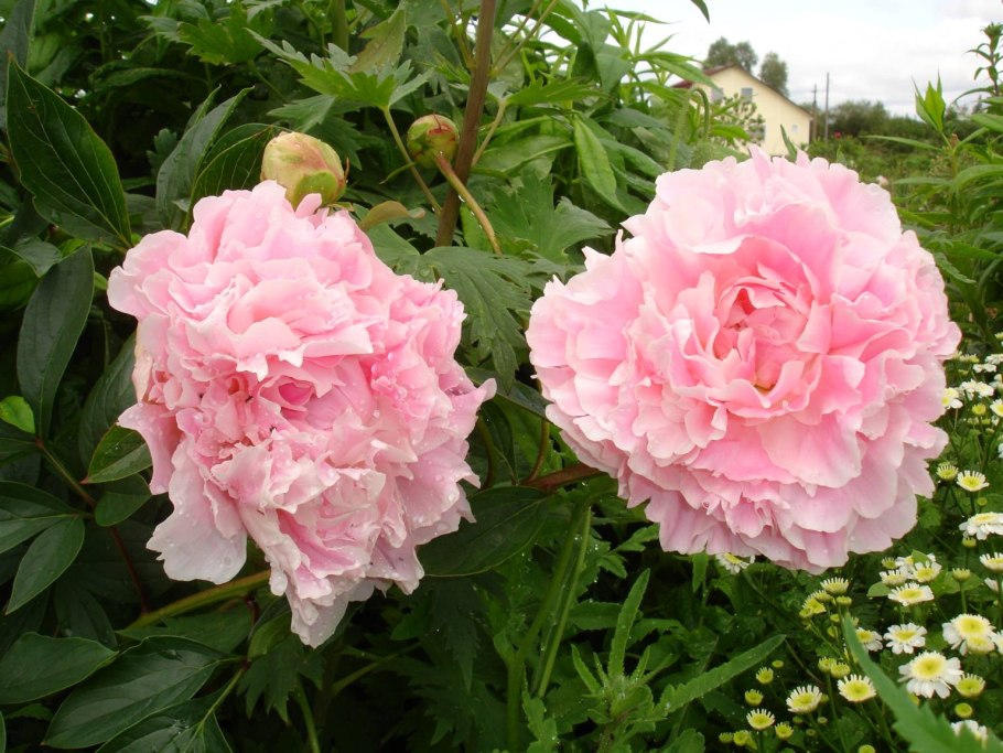 Пион Solange Соланж