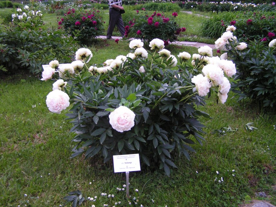 Пион травянистый Соланж 1шт СДС