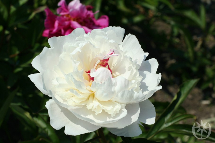 Пион Мазерс Чойс