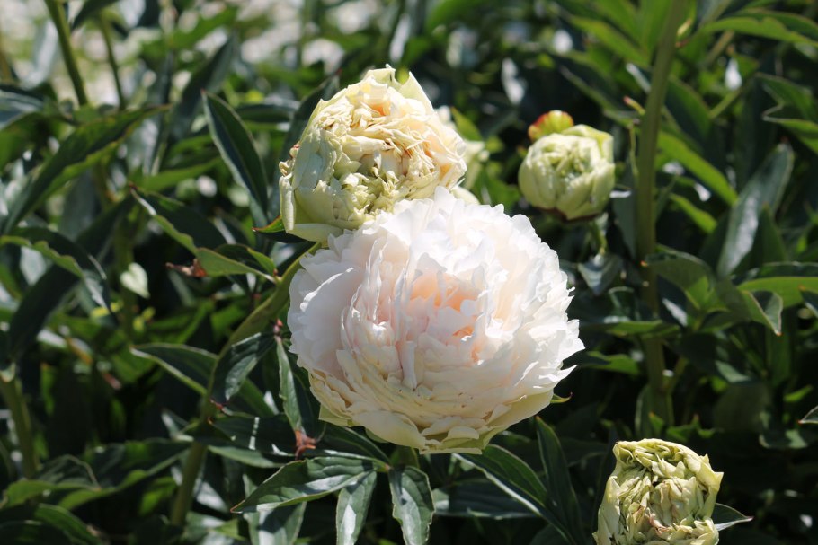 Пион Соланж – Paeonia Solange