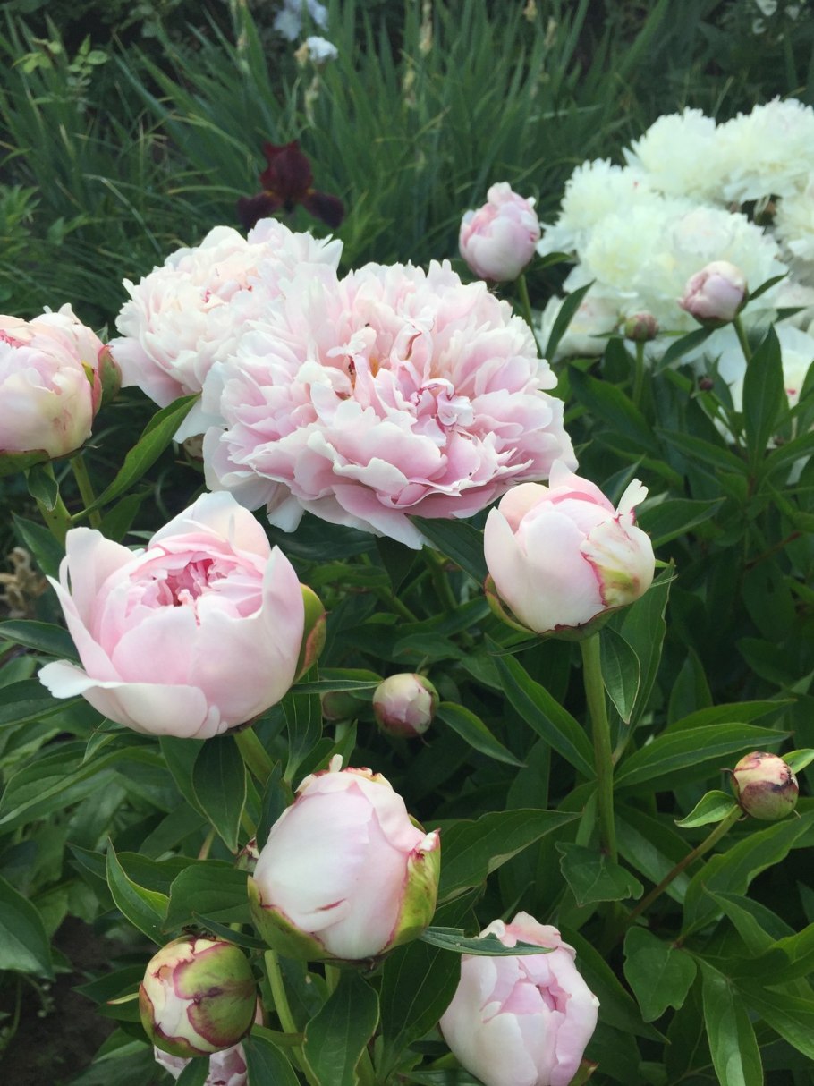 Пион Гарден Треже