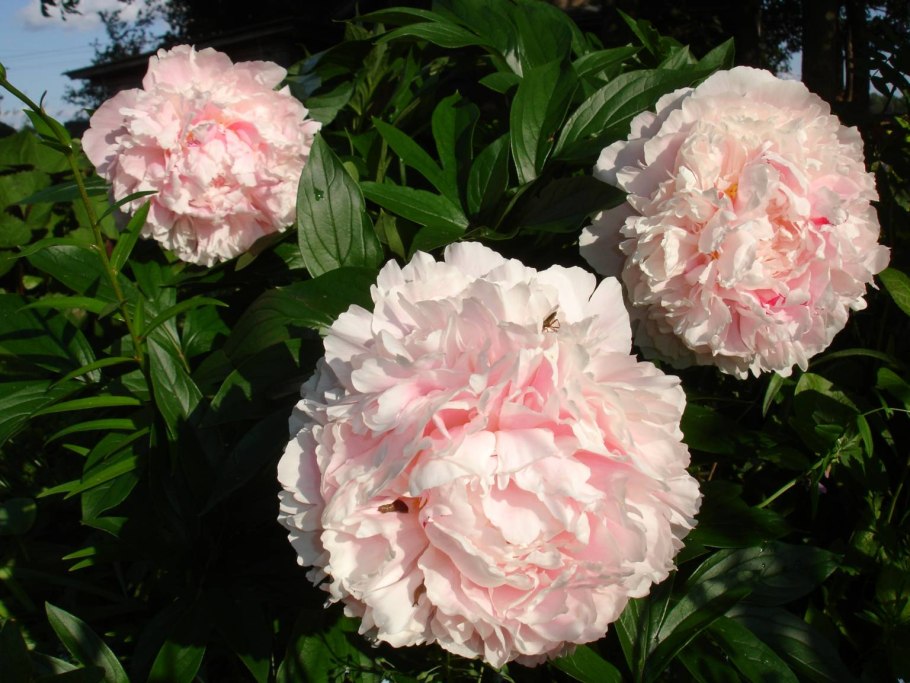 Пион молочноцветковый Solange