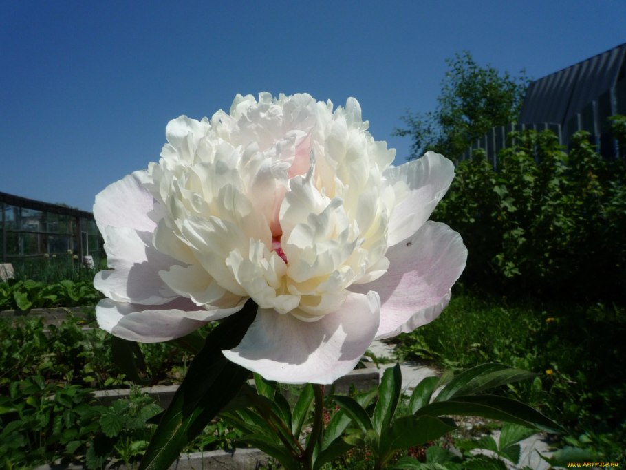 Пион осень Solange