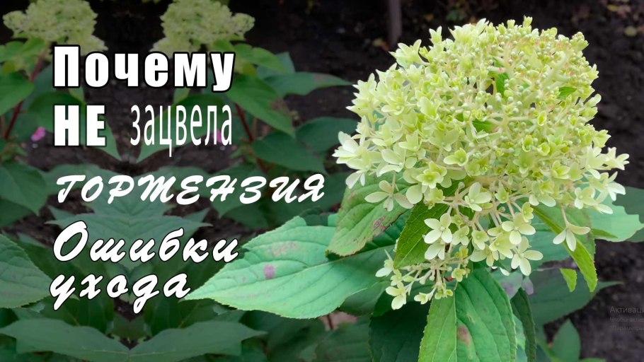 Гортензия метельчатая Роял
