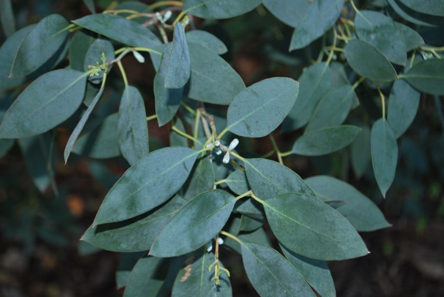 Eucalyptus Гунни