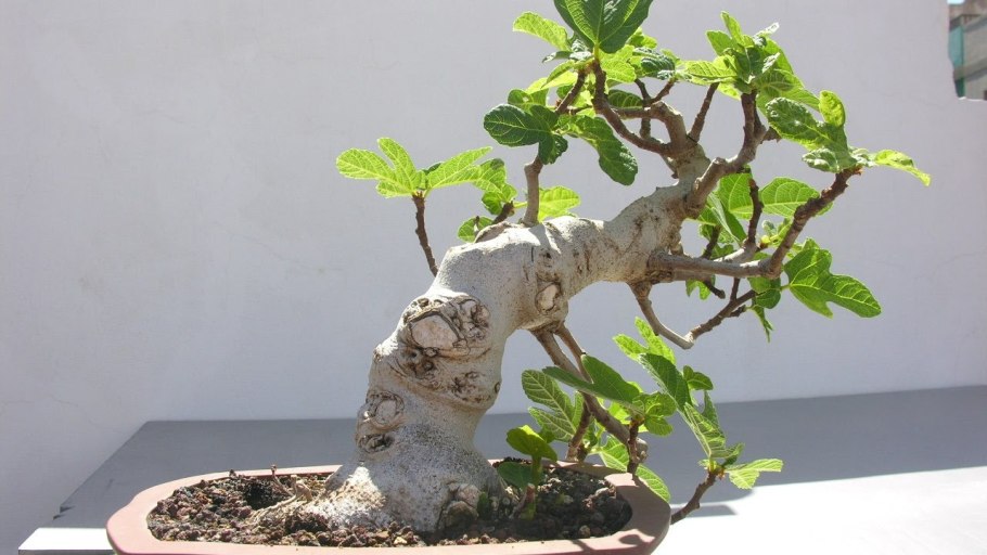 Фикус Карика бонсай