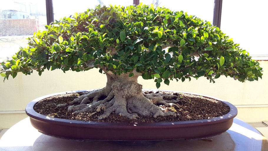 Фикус Карика бонсай
