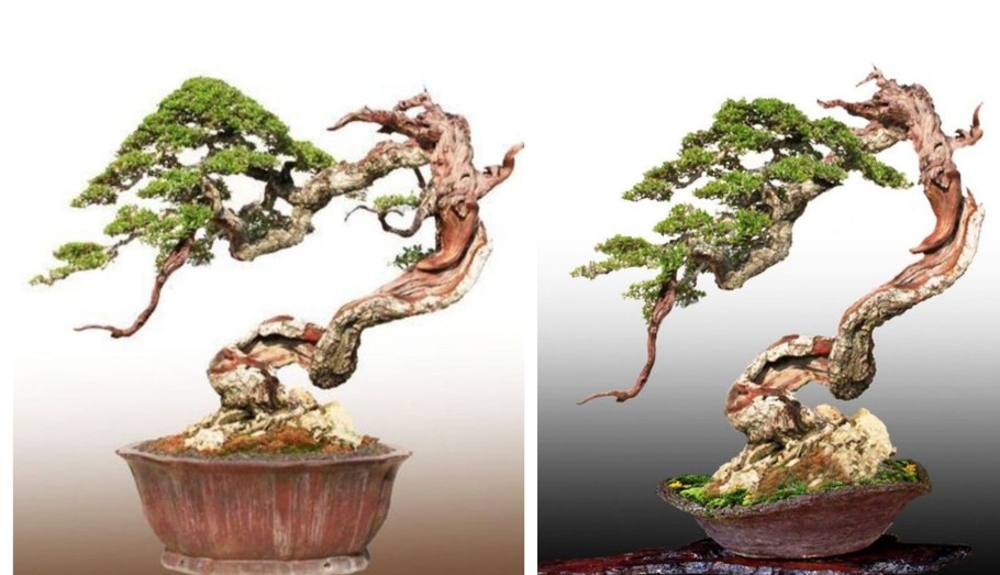 Бонсай плодовые деревья