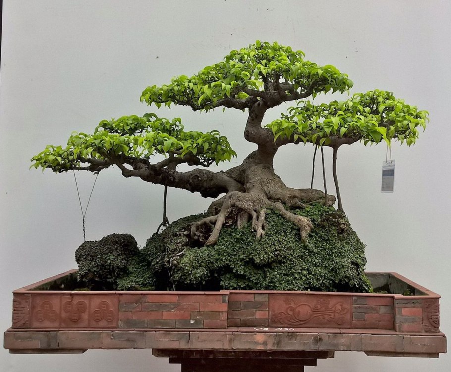 Фикус Карика бонсай