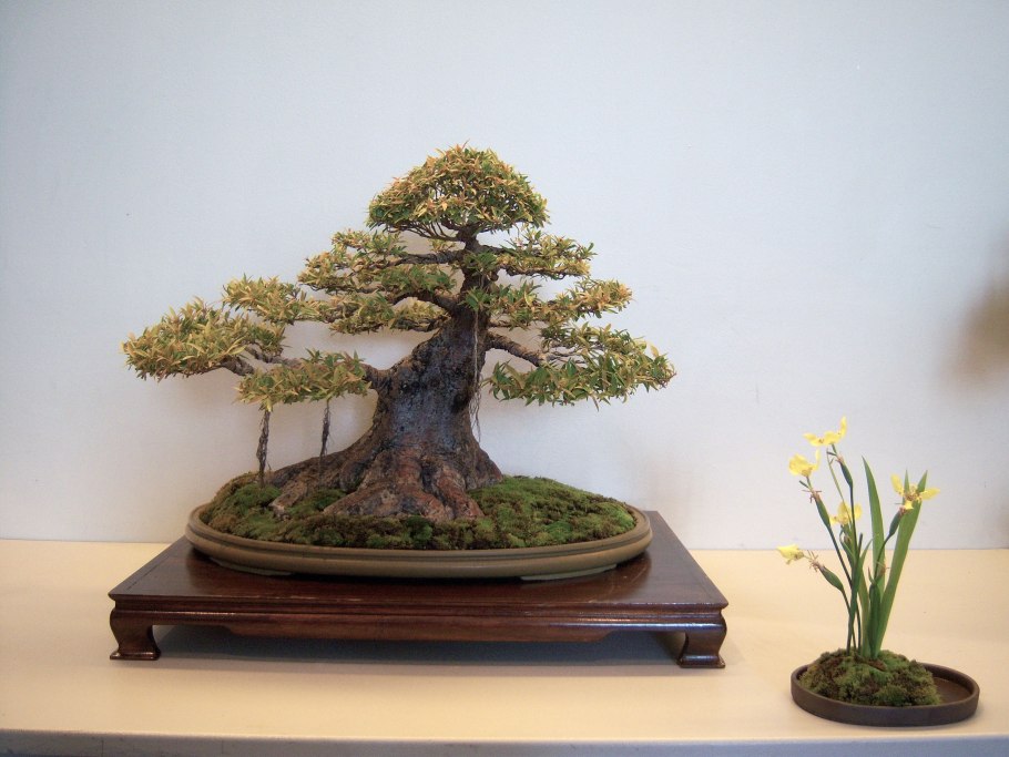 Фикус Карика