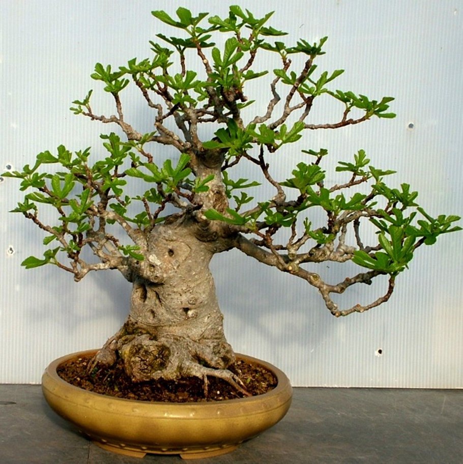 Инжир бонсай поэтапно