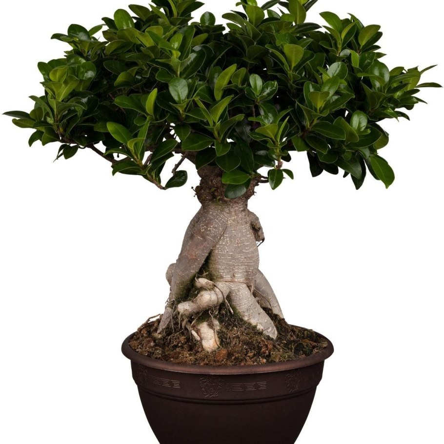 Лесной орех бонсай