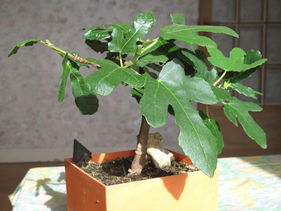 Ficus glomerata
