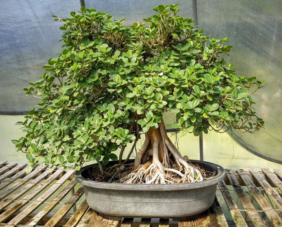 Фикус Карика в горшке